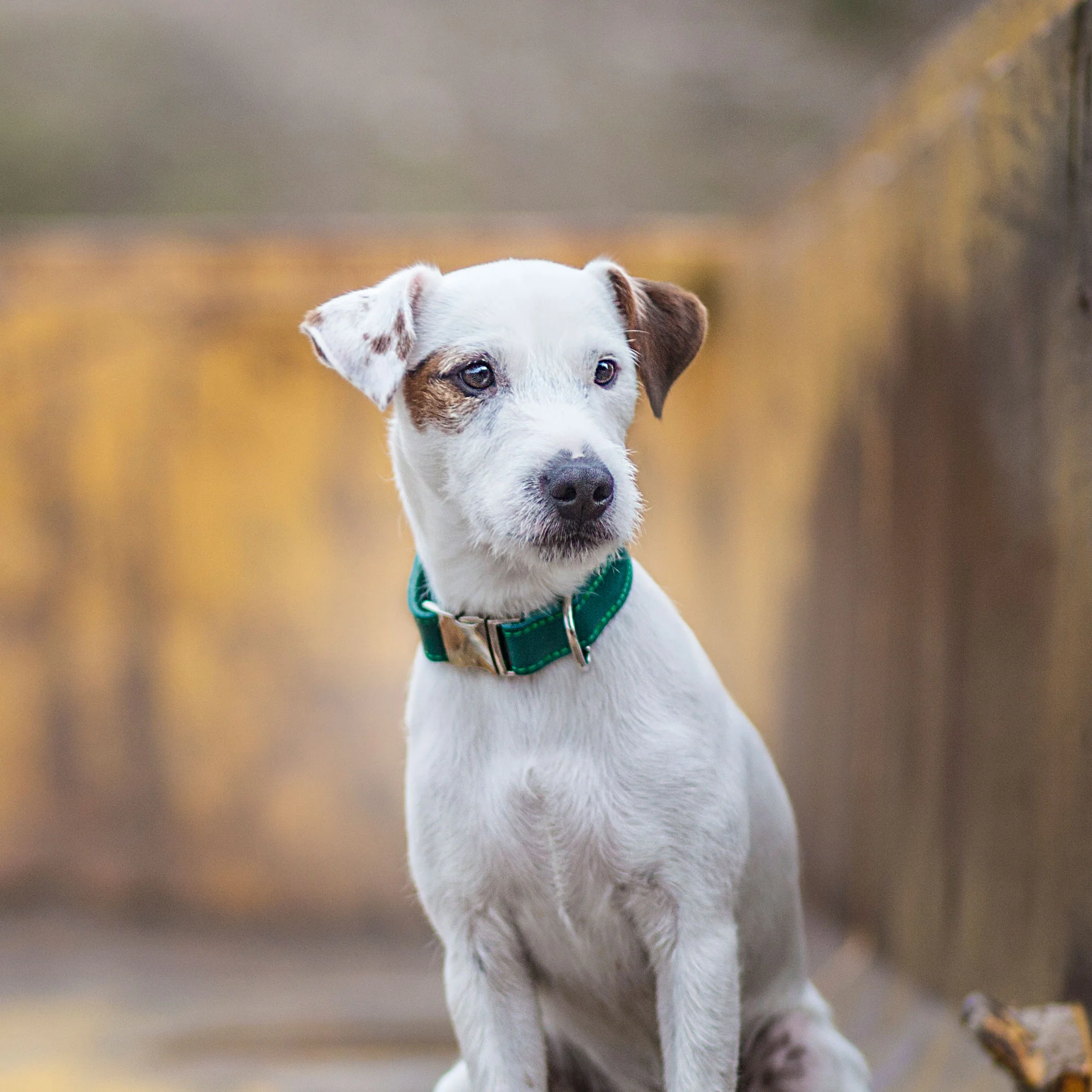 Leather Dog Collar - Avocado Green - Image 10
