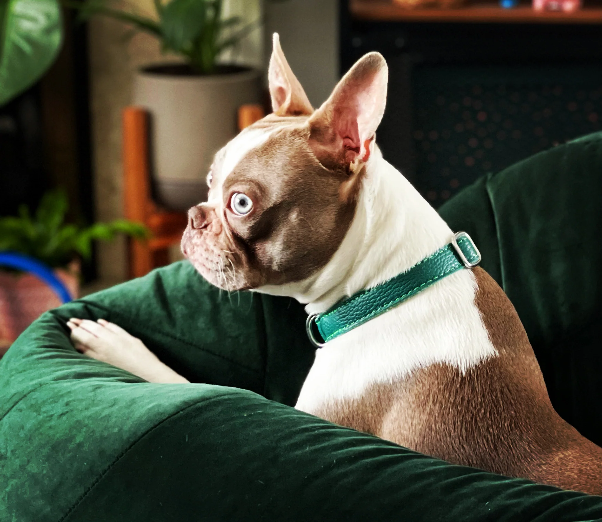 Leather Dog Collar - Avocado Green - Image 11