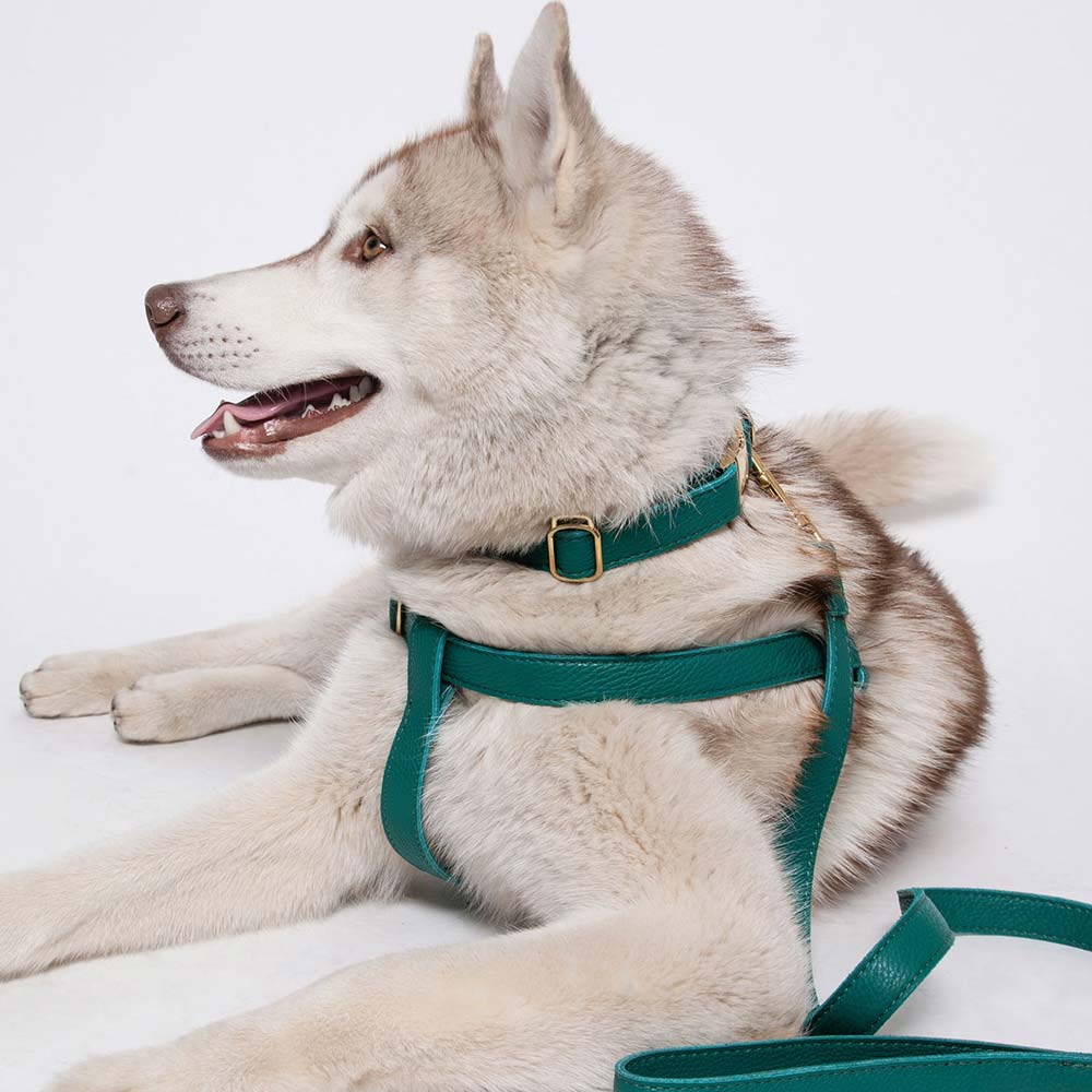 Leather Dog Collar - Avocado Green - Image 6