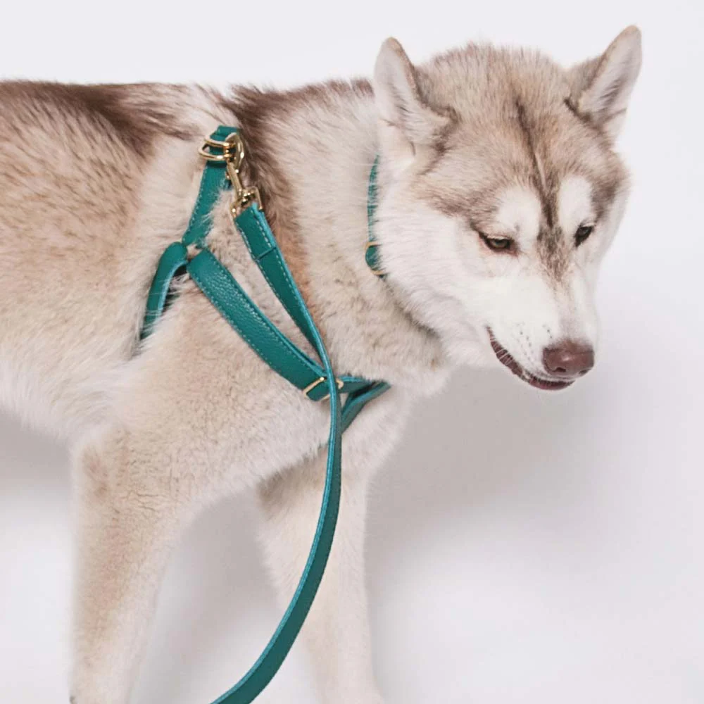 Leather Dog Collar - Avocado Green - Image 7