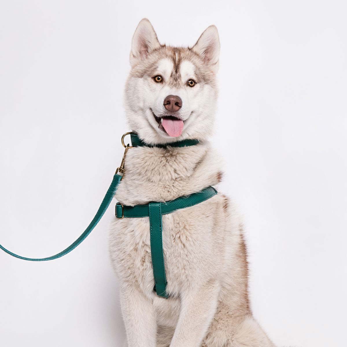 Leather Dog Collar - Avocado Green - Image 8