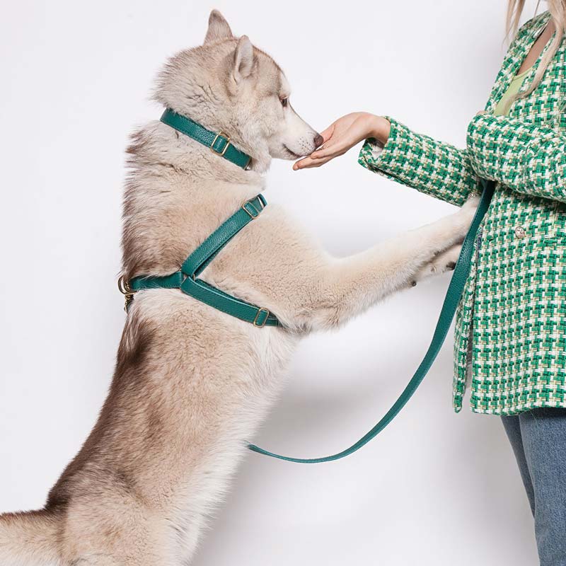 Leather Dog Collar - Avocado Green - Image 9
