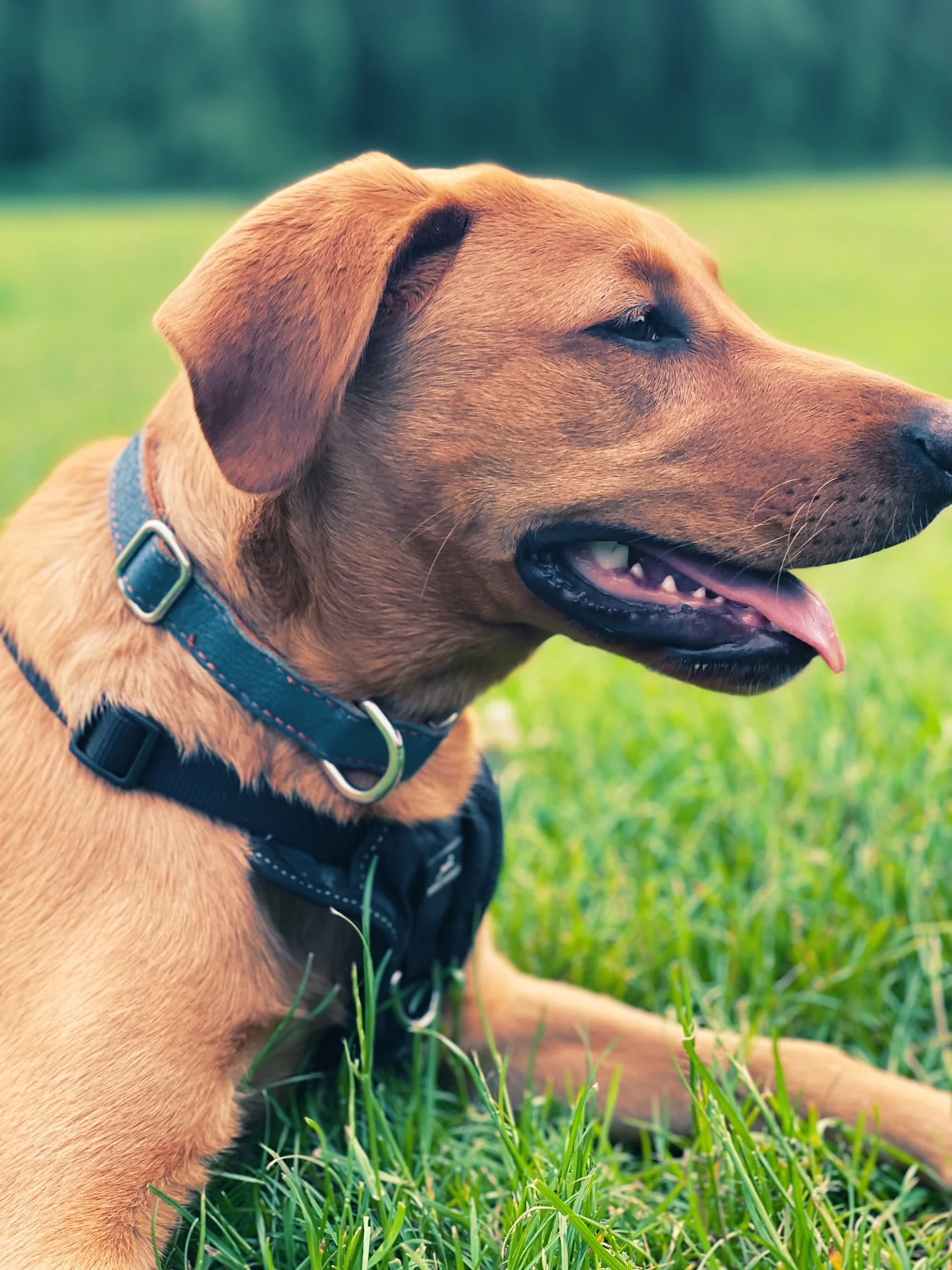 Leather Dog Collar - Blue and Orange - Image 9