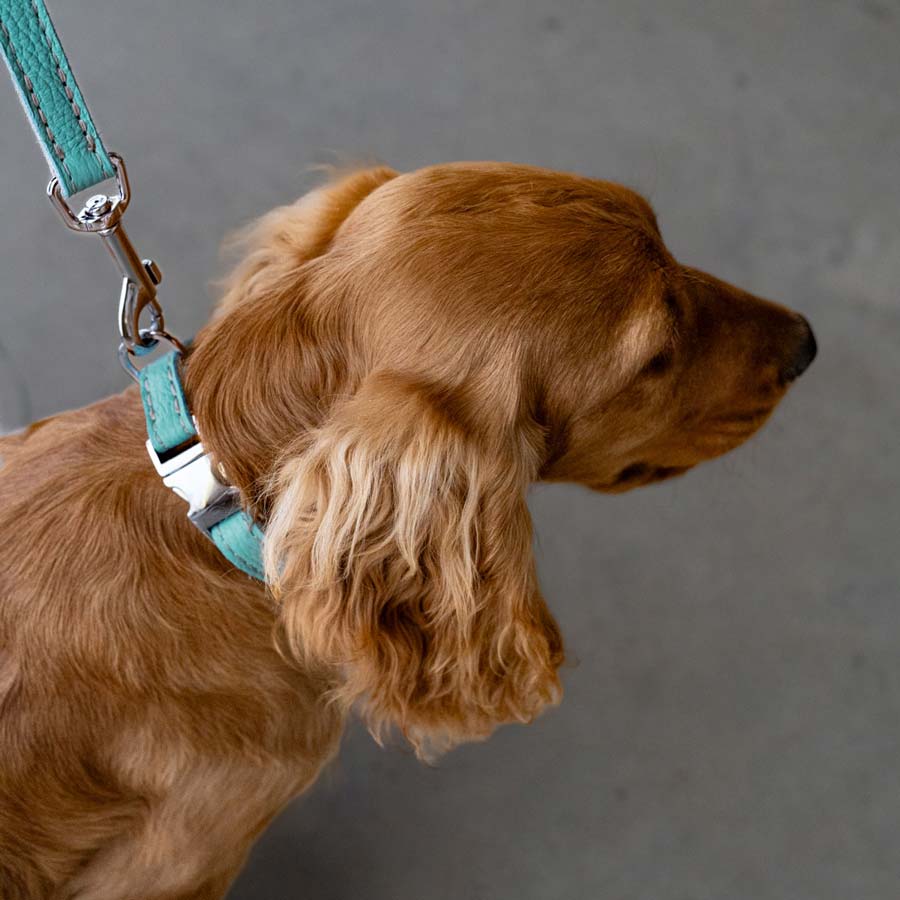 Leather Dog Collar - Light Blue and Off-white - Image 7