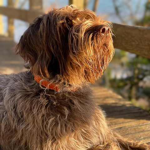 Leather Dog Collar - Pumpkin Orange and Beige - Image 10