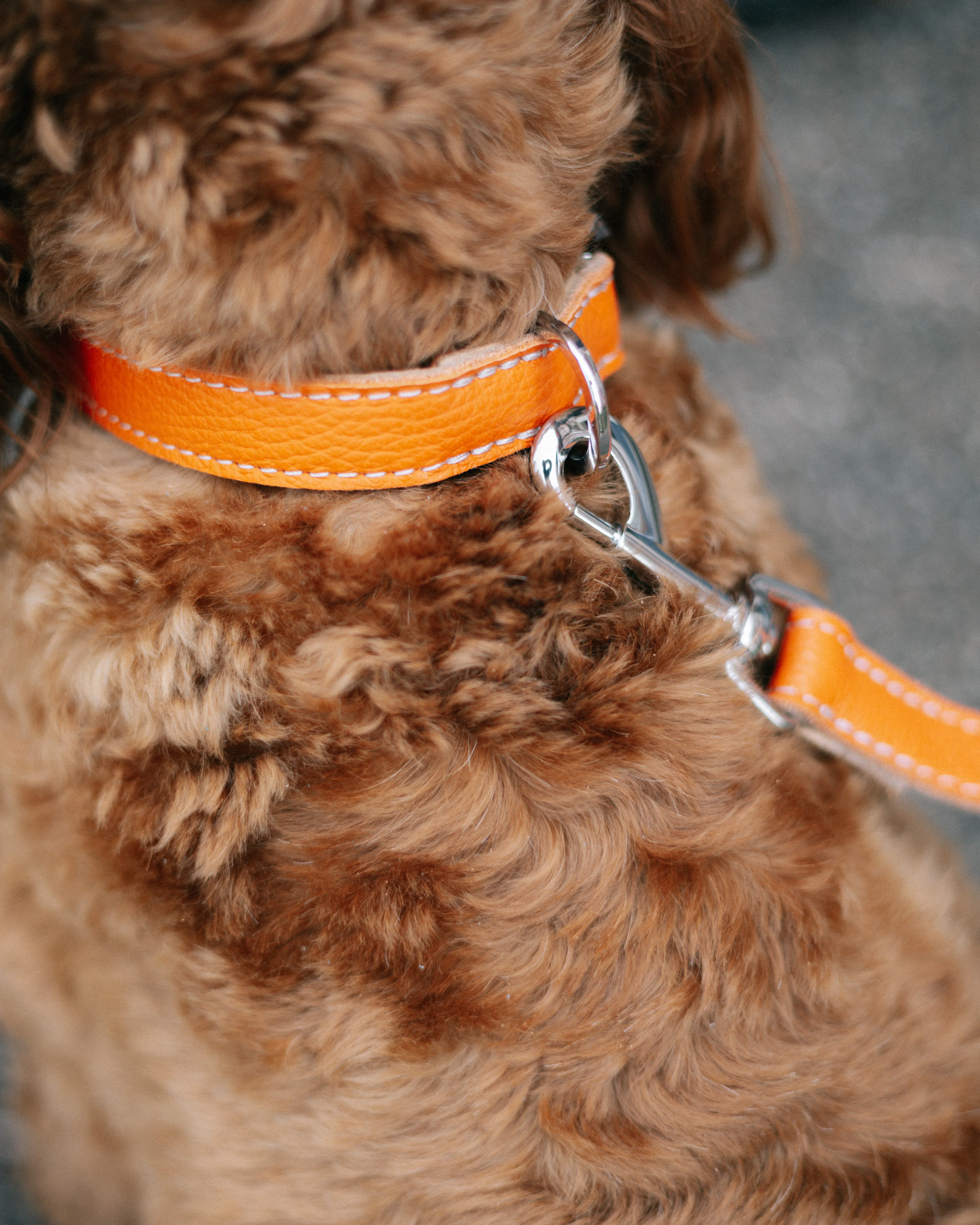 Leather Dog Collar - Pumpkin Orange and Beige - Image 11
