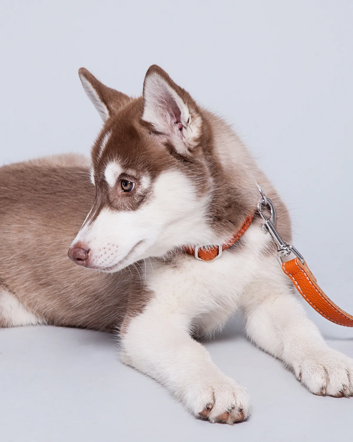 Leather Dog Collar - Pumpkin Orange and Beige - Image 7