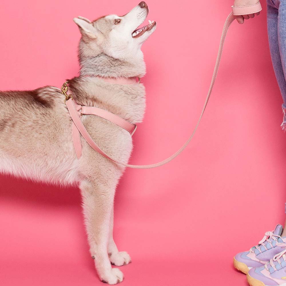 Leather Dog Collar - Pink - Image 9