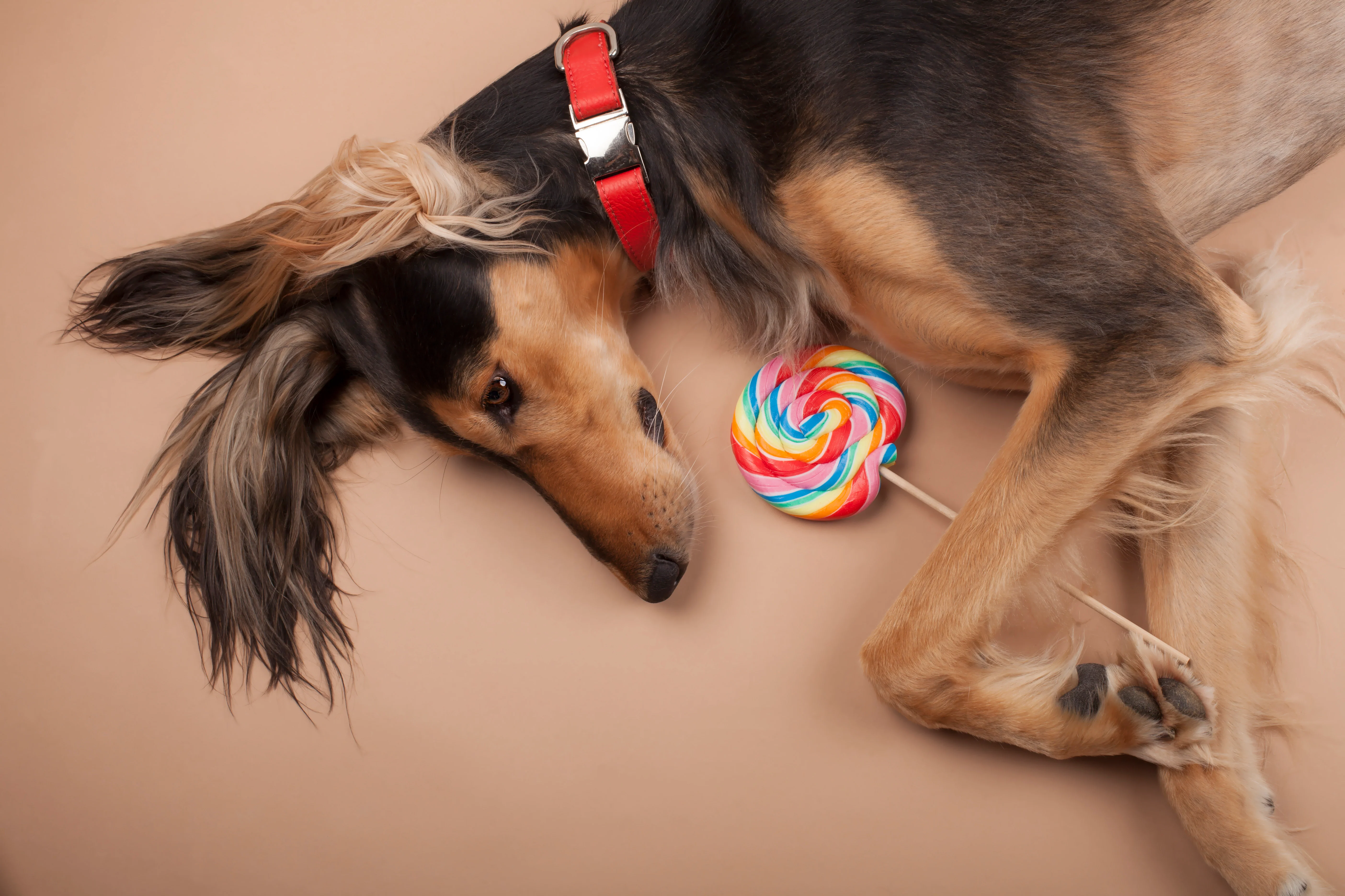 Leather Dog Collar - Red and Coral - Image 11
