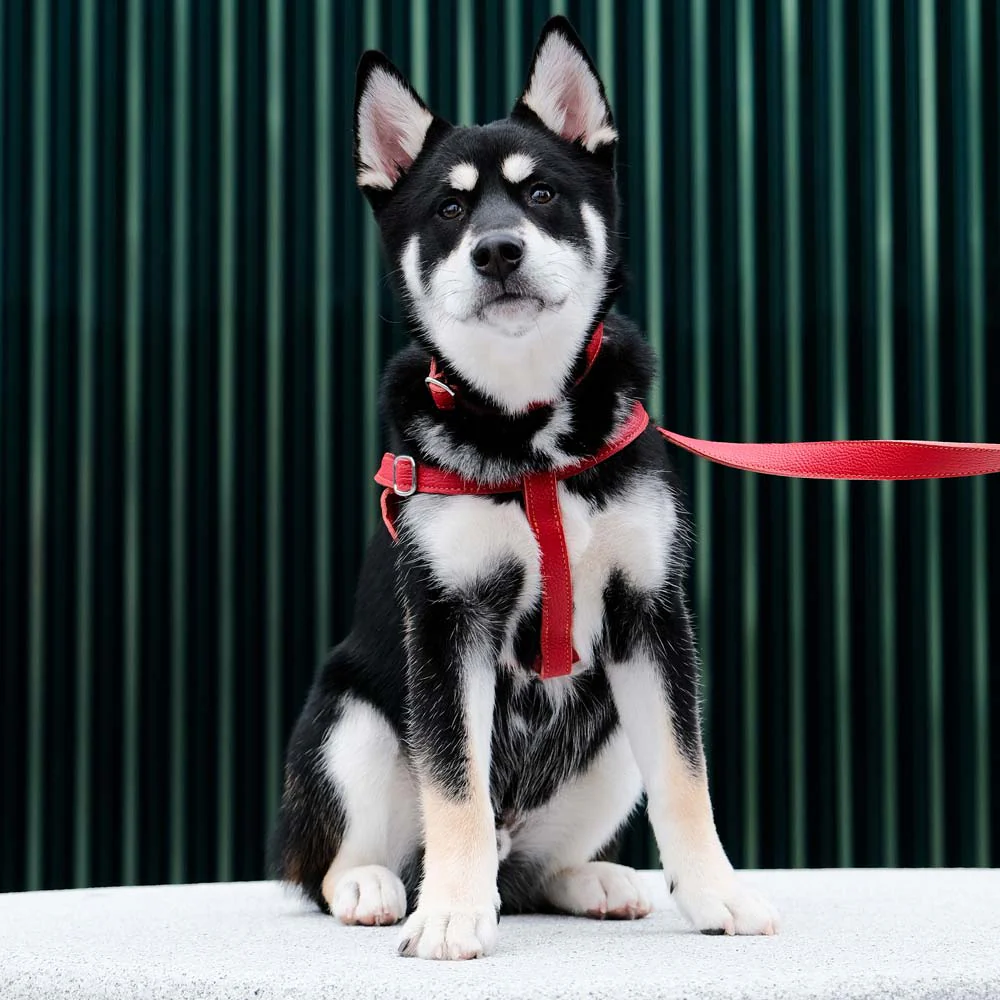 Leather Dog Collar - Red and Coral - Image 6