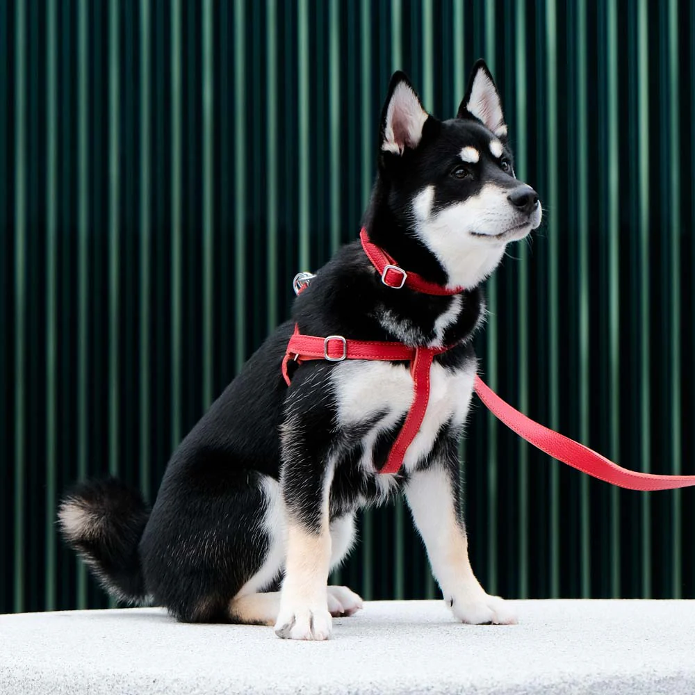 Leather Dog Collar - Red and Coral - Image 7