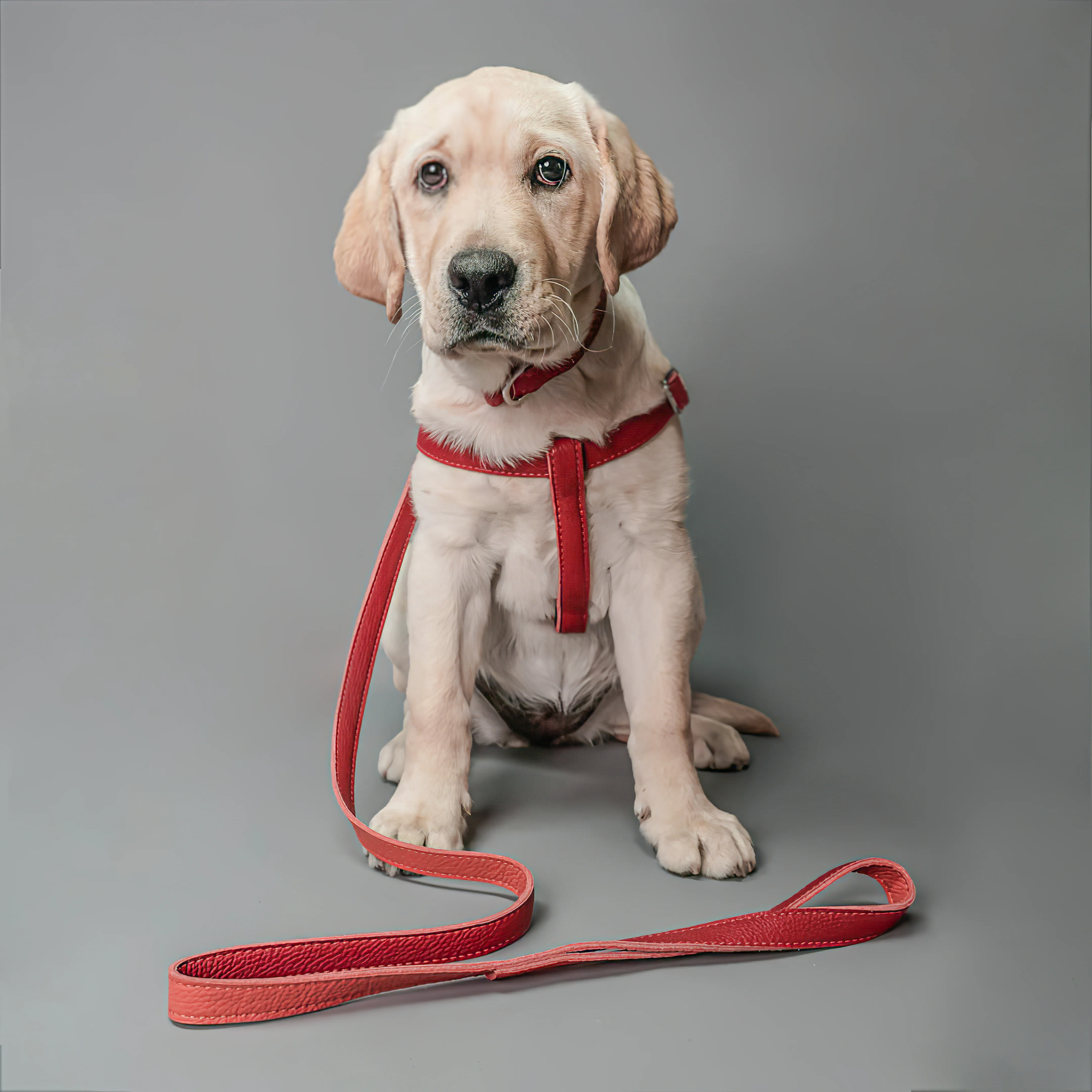 Leather Dog Collar - Red and Coral - Image 9