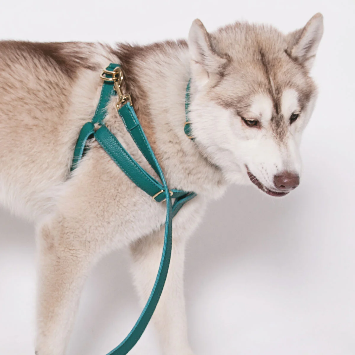 Leather Dog Harness - Avocado Green - Image 5