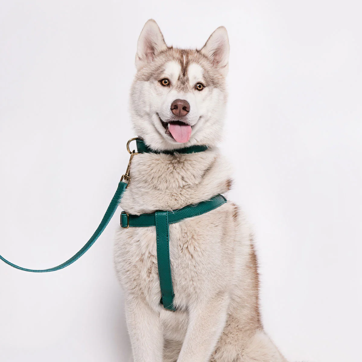 Leather Dog Harness - Avocado Green - Image 6