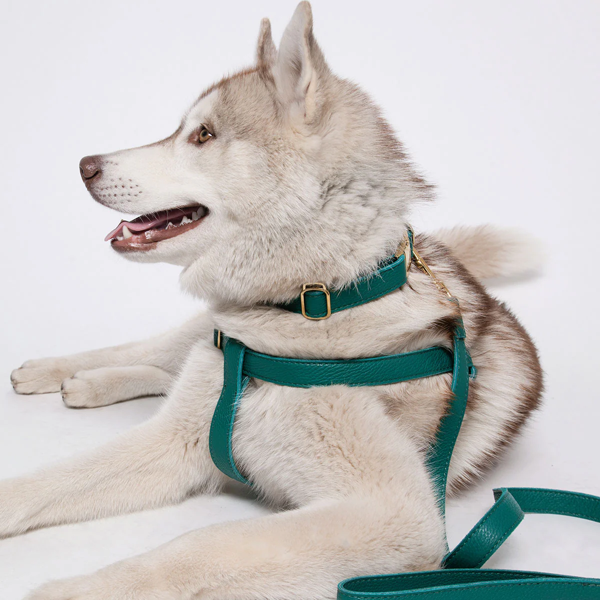 Leather Dog Harness - Avocado Green - Image 7