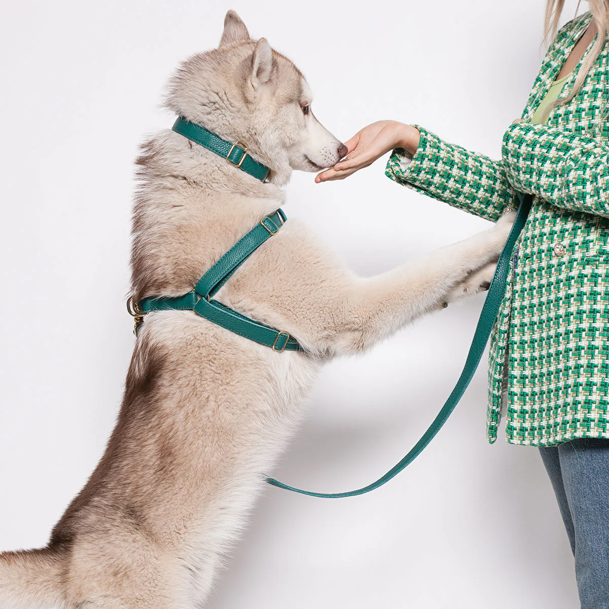 Leather Dog Harness - Avocado Green - Image 8