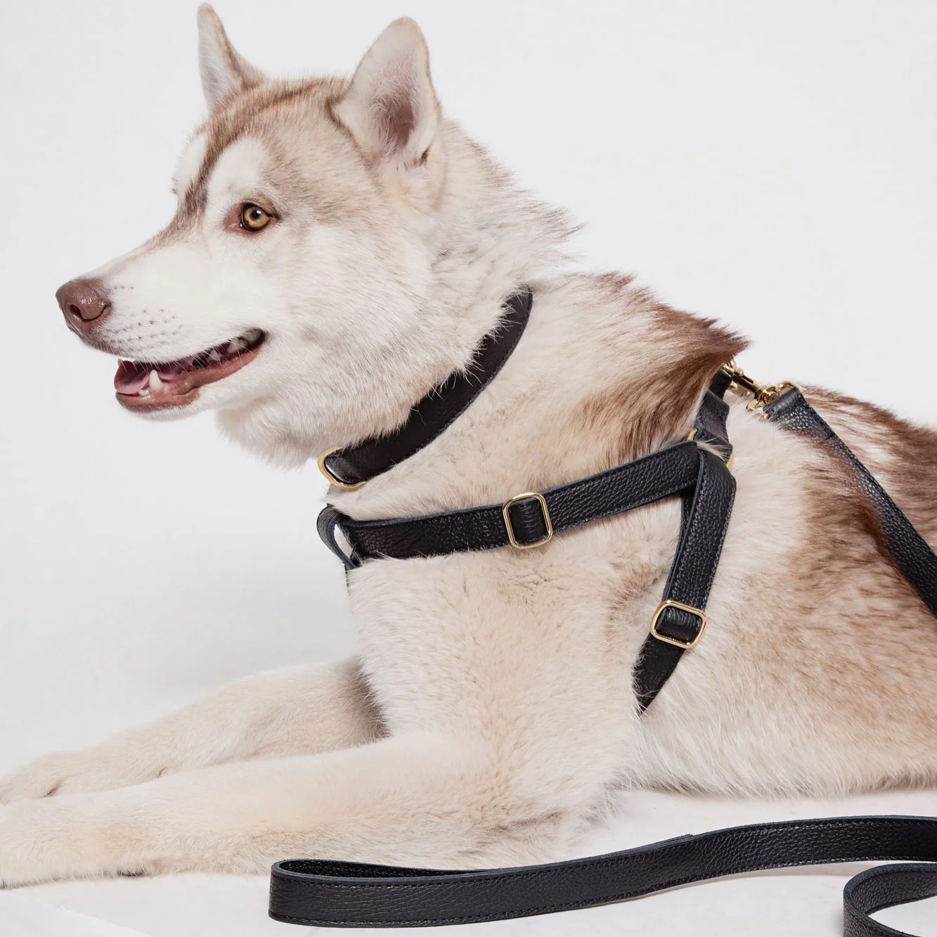Leather Dog Harness - Black - Image 8