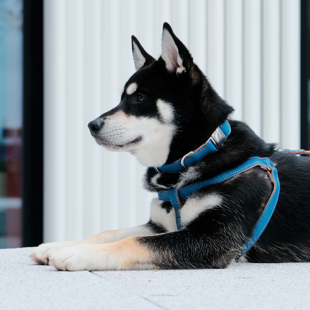 Leather Dog Harness - Blue and Orange - Image 6