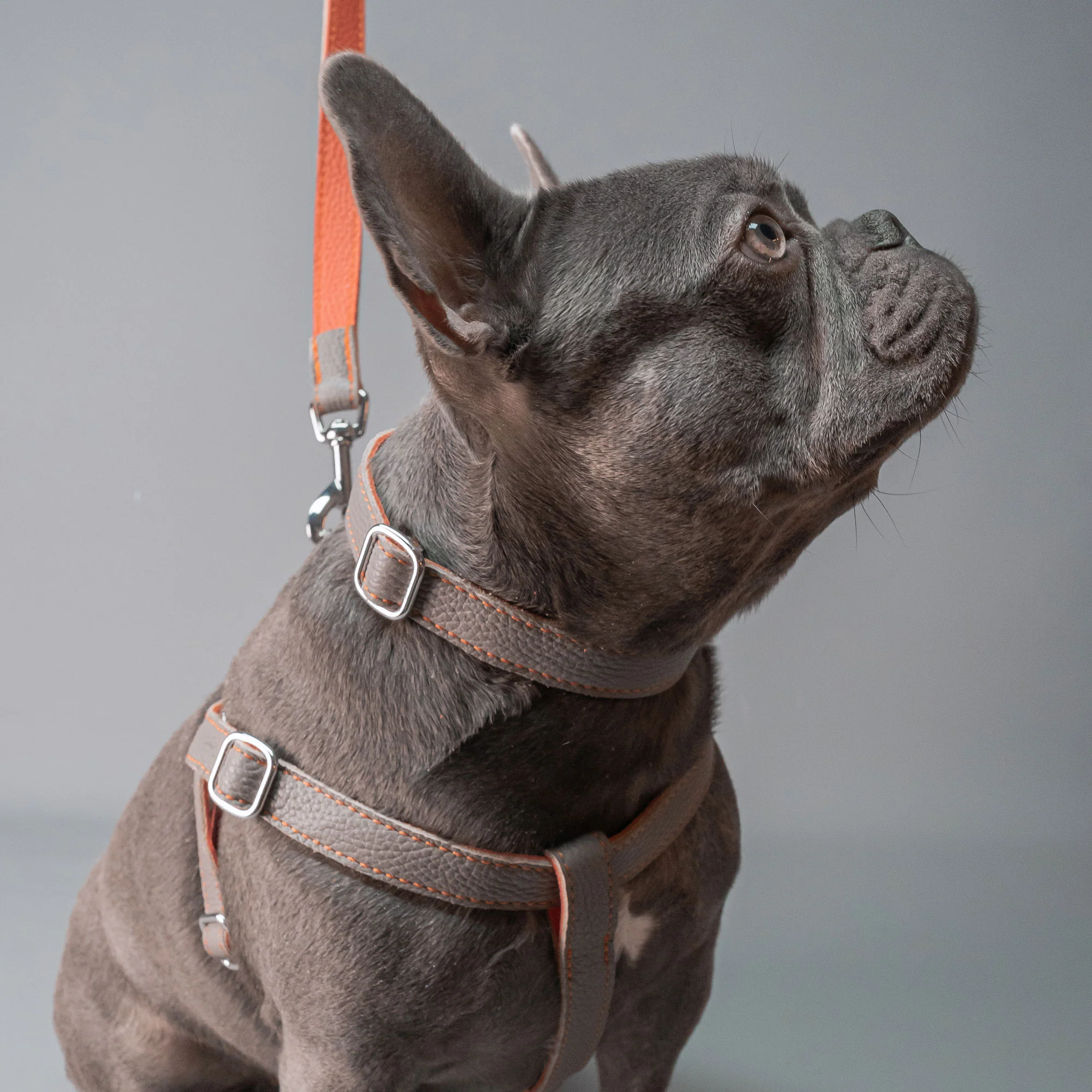 Leather Dog Harness - Grey and Coral - Image 5