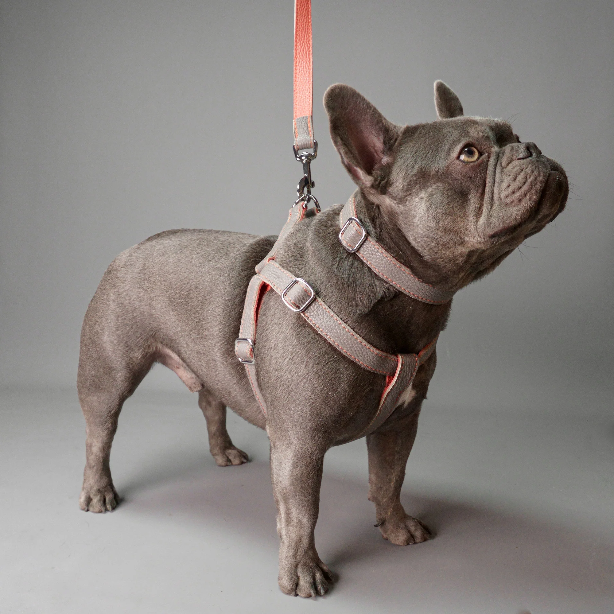 Leather Dog Harness - Grey and Coral - Image 6