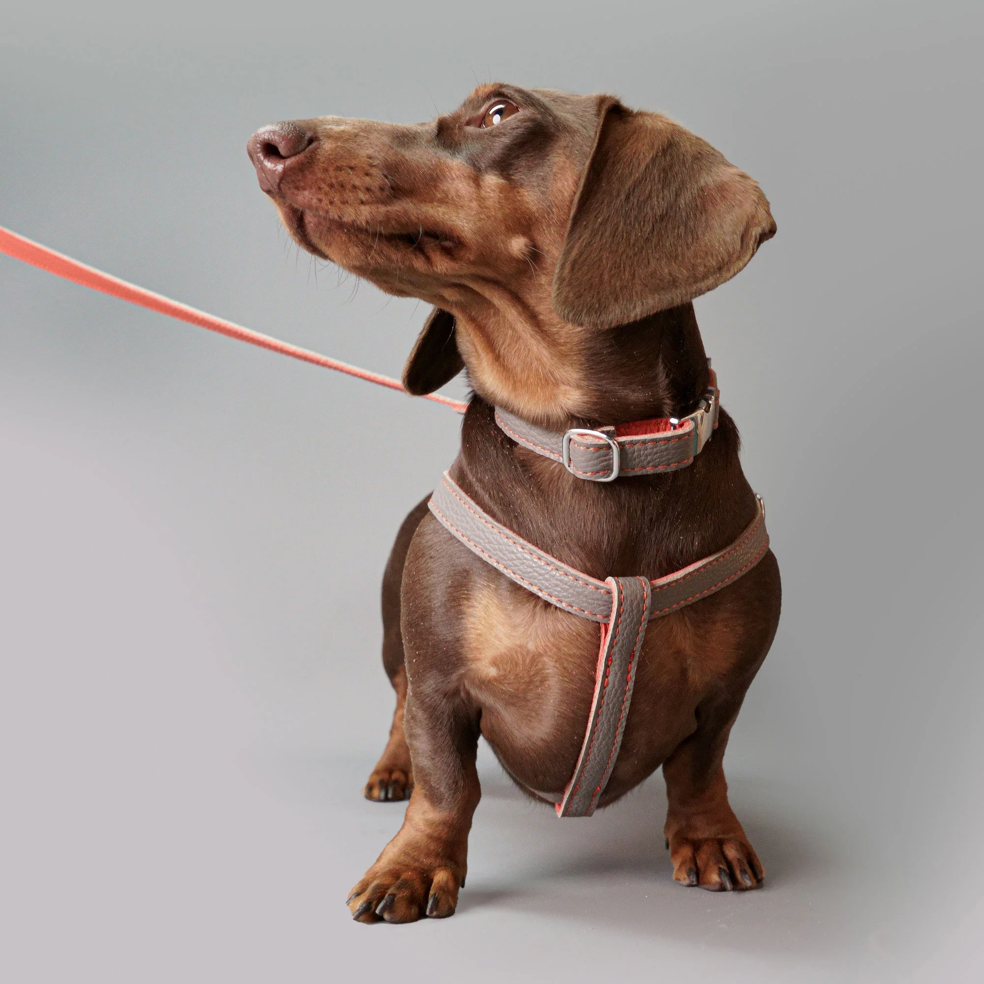 Leather Dog Harness - Grey and Coral - Image 7