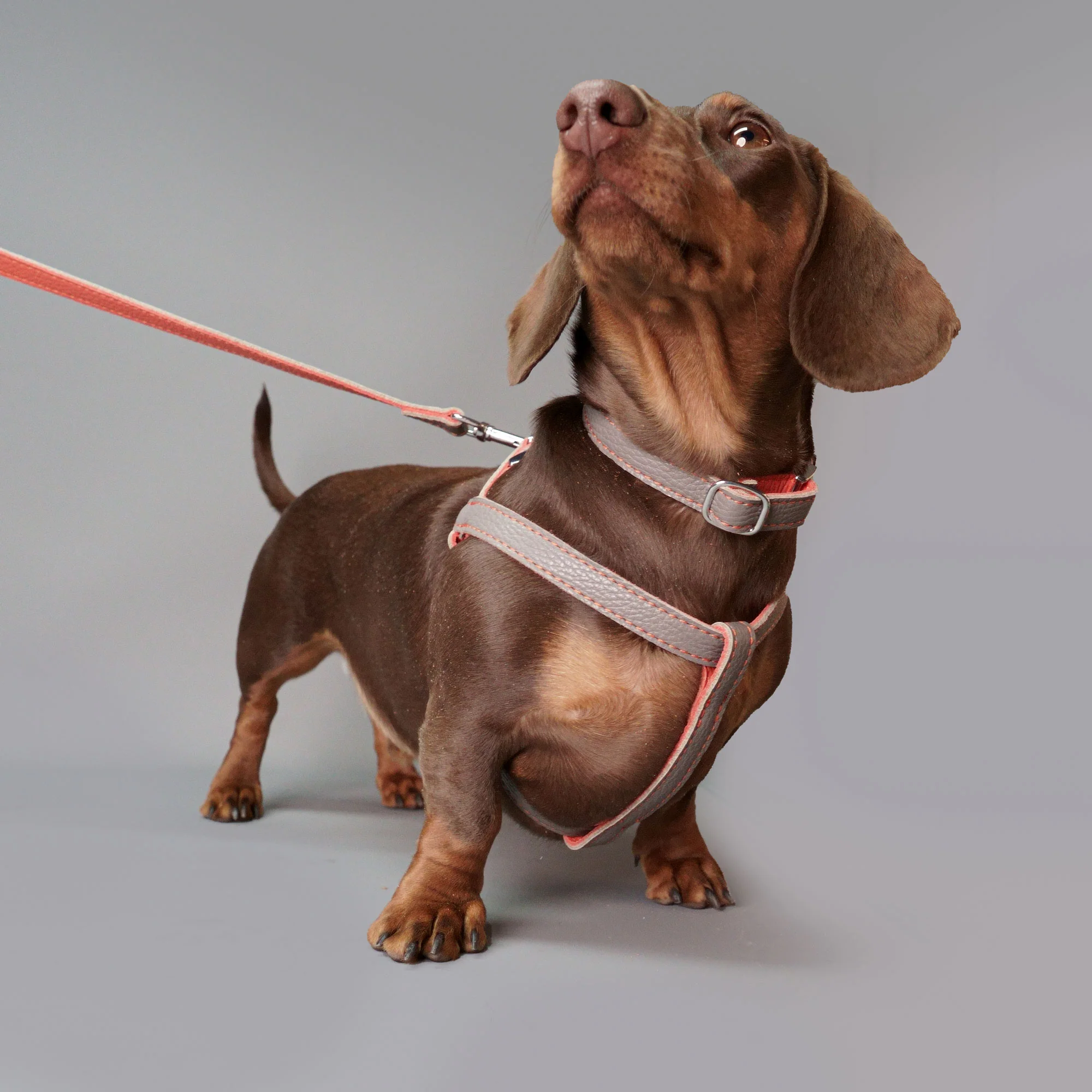 Leather Dog Harness - Grey and Coral - Image 8
