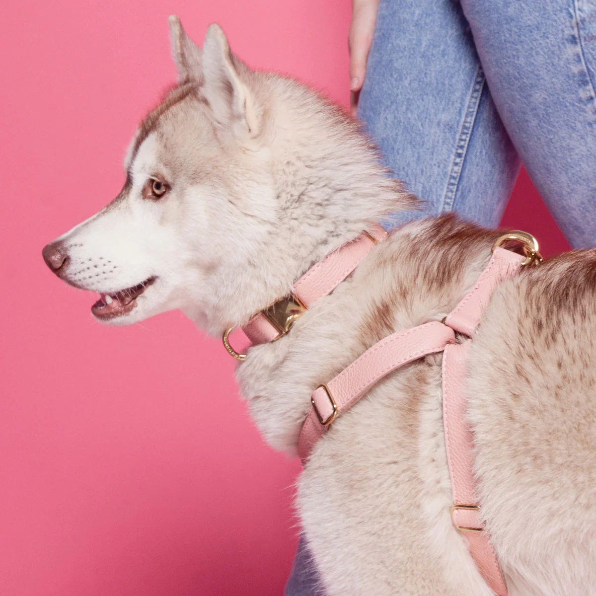 Leather Dog Harness - Pink - Image 5