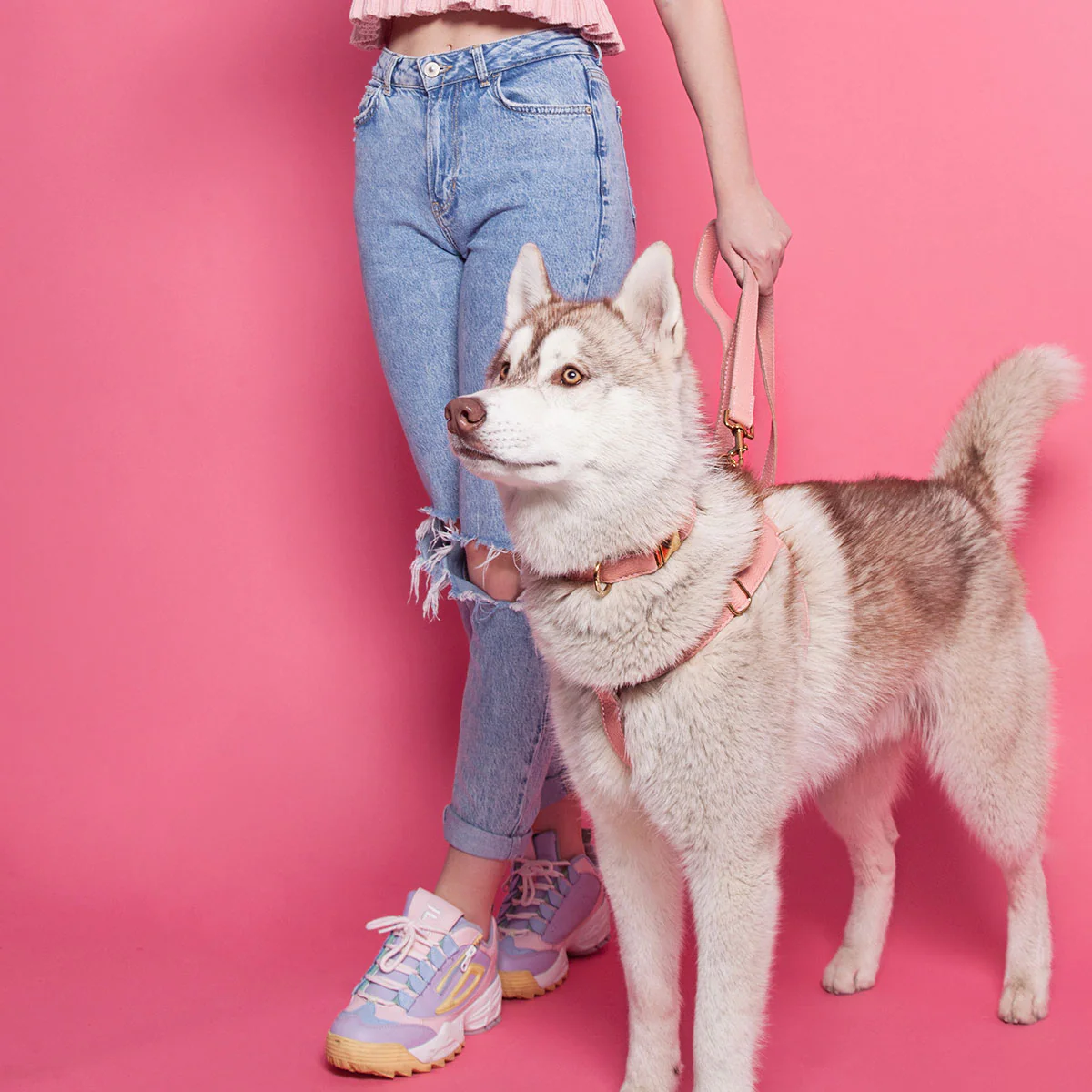 Leather Dog Harness - Pink - Image 6