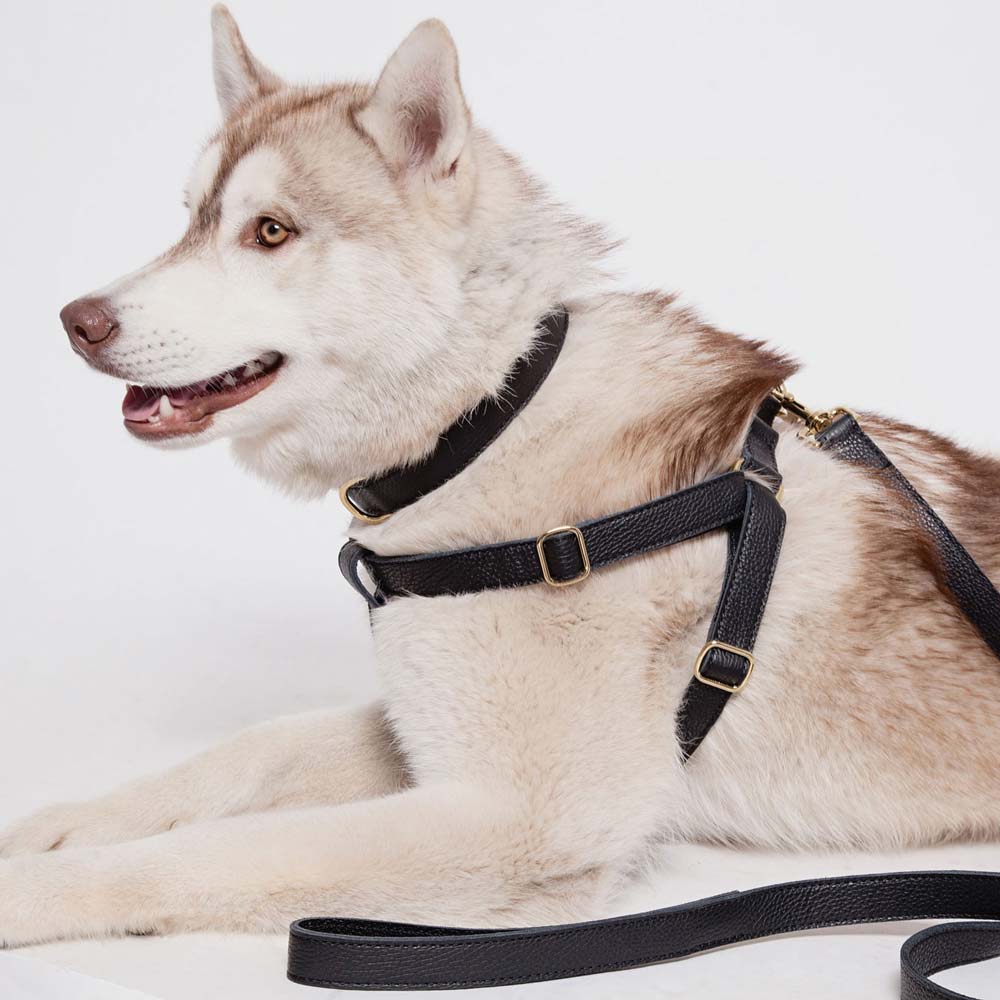 Leather Dog Lead - Black - Image 6