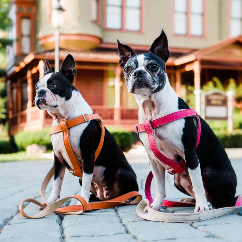 Leather Dog Lead - Pumpkin Orange and Beige - Image 5