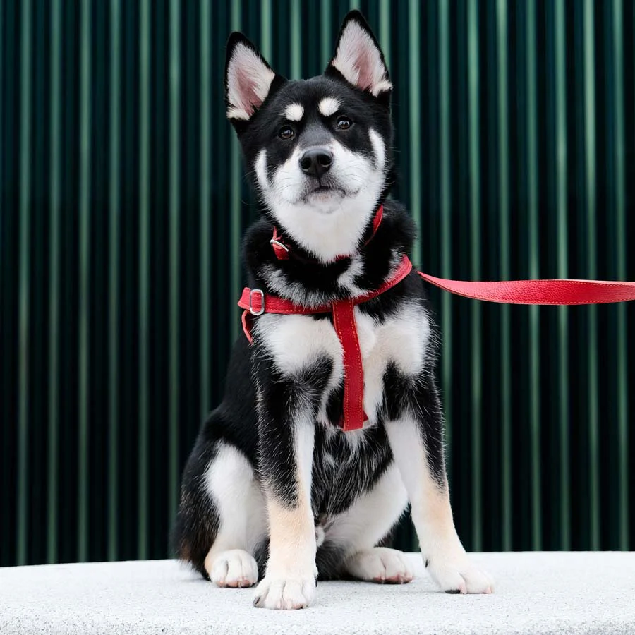 Leather Dog Lead - Red and Coral - Image 4