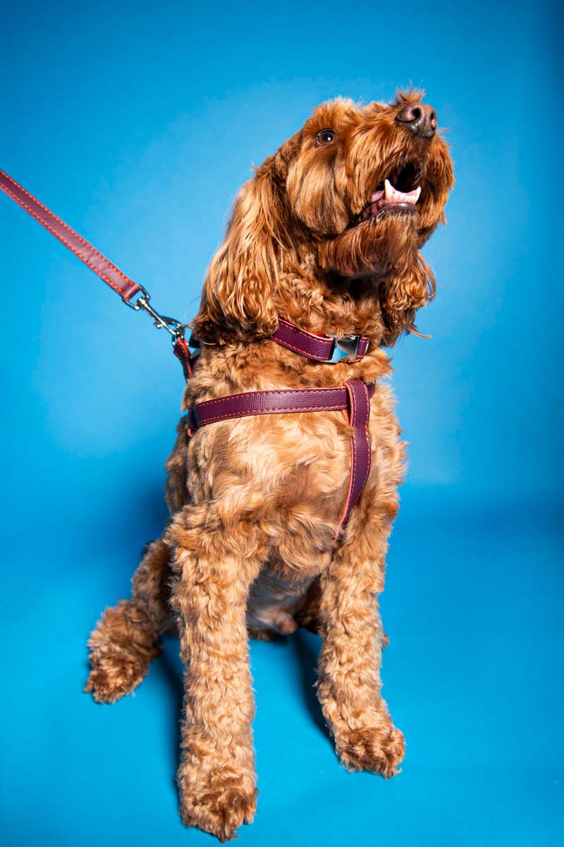 Leather Dog Poop Bag Holder - Dark Purple - Image 7